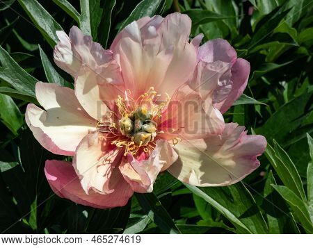 Itoh Peony (paeonia) 'julia Rose' Flowering With Single To Double Blossoms Changing Color From Cherr