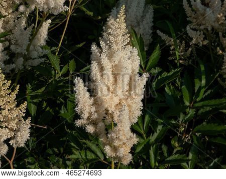 Hybrid Astilbe, False Spirea (astilbe X Arendsii) 'weisse Gloria' Blooming With Snow White Flowers O