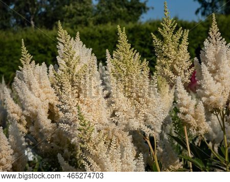 Hybrid Astilbe, False Spirea (astilbe X Arendsii) 'weisse Gloria' Blooming With Snow White Flowers O