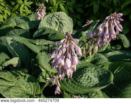 One Of The Largest Hosta ′blue Umbrellas′ With Giant, Blue-green, Thick-textured, Corrugated, Heart 