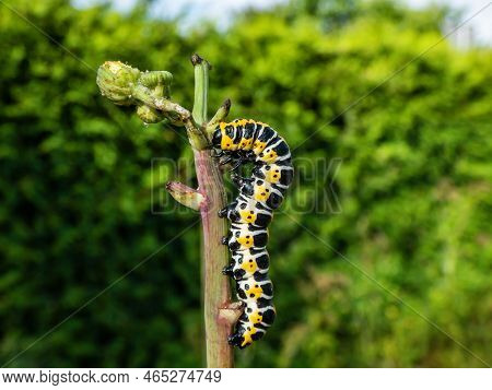 Macro Of The Yellow Form Of The Caterpillar Of The Lettuce Shark Moth (cucullia Lactucae) With Black