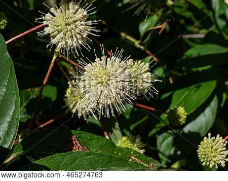 Flowering Plant Buttonbush, Button-willow Or Honey-bells (cephalanthus Occidentalis) Blooming In Sum
