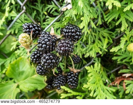 Close-up Shot Of The European Dewberry (rubus Caesius) Growing In The Backyard Garden With Black, Ri