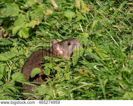 Close-up Shot Of The Common Rat (rattus Norvegicus) With Dark Grey And Brown Fur Sitting In The Gree