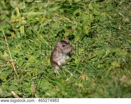 Close-up Shot Of The Common Rat (rattus Norvegicus) With Dark Grey And Brown Fur Standing On Back Pa
