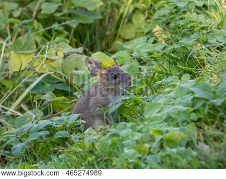Close-up Shot Of The Common Rat (rattus Norvegicus) With Dark Grey And Brown Fur Sitting In The Gree