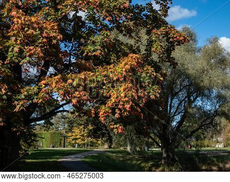 View Of Branches Of Big Maple Tree Full With Leaves Changing Colours From Green To Yellow, Orange An