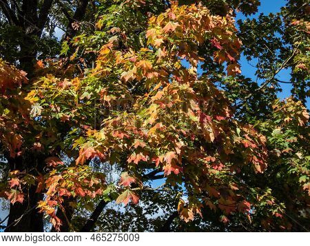 View Of Branches Of Big Maple Tree Full With Leaves Changing Colours From Green To Yellow, Orange An