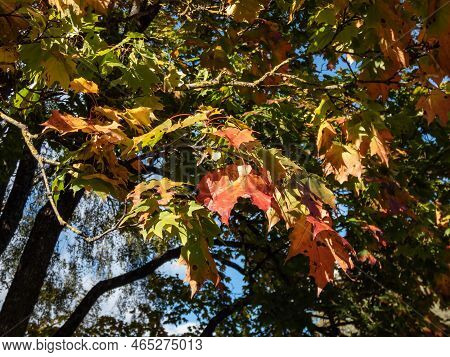 View Of Branches Of Big Maple Tree Full With Leaves Changing Colours From Green To Yellow, Orange An