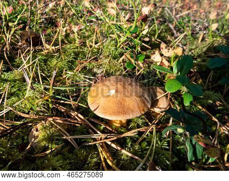 Brown - Yellow Perfect Mushroom Velvet Bolete (suillus Variegatus) In Dry Leaves And Moss In The For