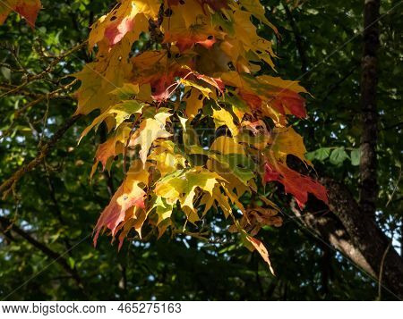 View Of Branches Of Big Maple Tree Full With Leaves Changing Colours From Green To Yellow, Orange An