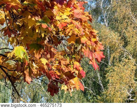 View Of Branches Of Big Maple Tree Full With Leaves Changing Colours From Green To Yellow, Orange An