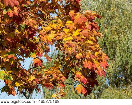 View Of Branches Of Big Maple Tree Full With Leaves Changing Colours From Green To Yellow, Orange An