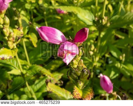 The Turtlehead, Pink Or Lyon's Turtlehead (chelone Lyonii) Flowering With Hooded, Snapdragon-like, T