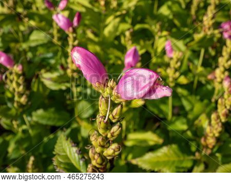 The Turtlehead, Pink Or Lyon's Turtlehead (chelone Lyonii) Flowering With Hooded, Snapdragon-like, T