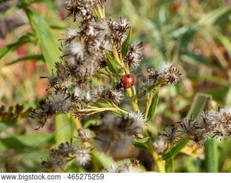 The Adult Two-spot Ladybird (adalia Bipunctata) With Two Black Spots On A Red Base Walking On The Pl