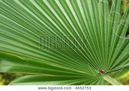 Palm-leaf