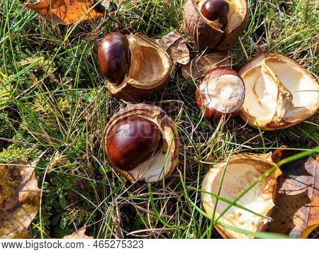 Close-up Of Fresh Horse Chestnuts (aesculus Hippocastanum). Autumn Background With Heap Of Ripe Brow