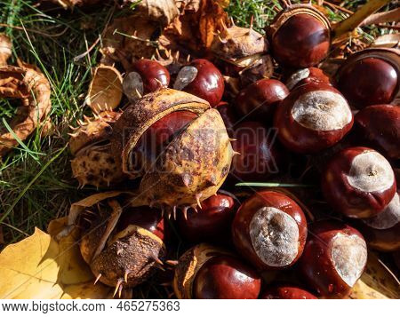 Close-up Of A Pile Of Fresh Horse Chestnuts (aesculus Hippocastanum) Among Dry Leaves. Autumn Backgr