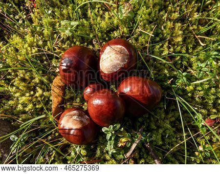 Close-up Of A Pile Of Fresh Horse Chestnuts (aesculus Hippocastanum) On A Green Moss. Autumn Backgro