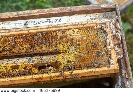 Waxworms, Caterpillar Larvae Of Wax Moths, On Damaged Beeswax, Frame With Waxed Wax Moth.