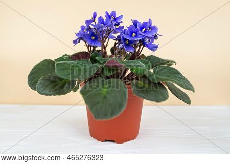 Blue Violet Flowers On White, Violet Flowerpot.