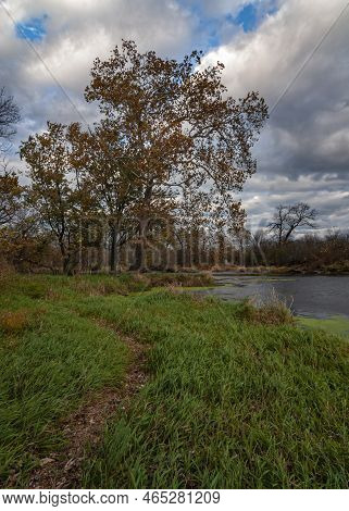 A Sycamore Tree Dominates The Sky And The Dupage River Shore At Hammel Woods Forest Preserve, Will C