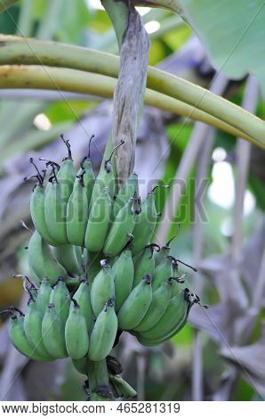 Banana ,banana Seed Or Cultivated Banana Or Banana Plant Or Musa Sapientum Linn Plant
