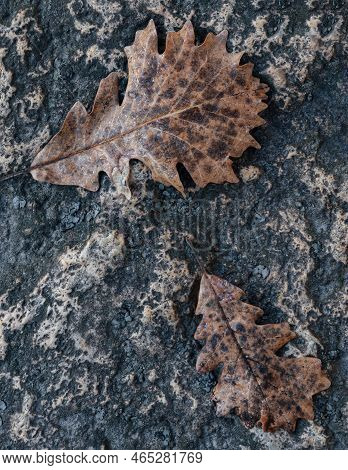 Oak Leaves With Drying Dew Drops Sit On Stone In The Rock Creek Canyon Creek Bed, Kankakee River Sta