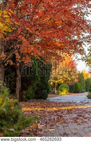 Maple Dropped Red Dry Leaves On Paving Slabs.