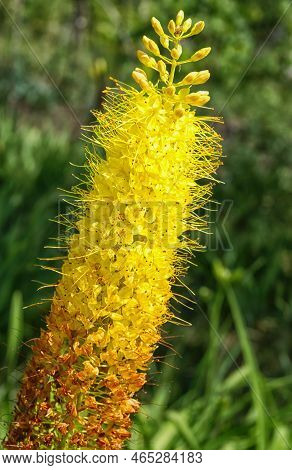 Yellow Blooming Fluffy Flower Eremurus Close Up On A Sunny Day