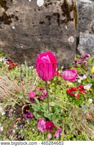 Wildhaus, Switzerland, May 5, 2022 Colorful Flowers Growing In A Bed In Spring Time