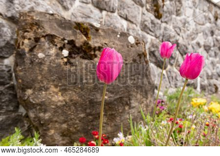 Wildhaus, Switzerland, May 5, 2022 Colorful Flowers Growing In A Bed In Spring Time