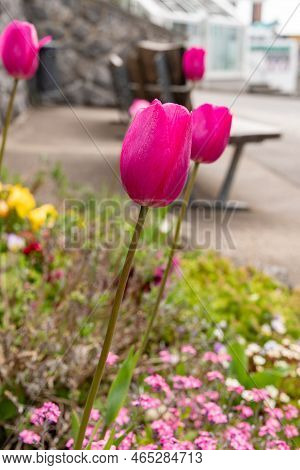 Wildhaus, Switzerland, May 5, 2022 Colorful Flowers Growing In A Bed In Spring Time