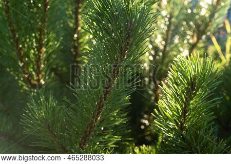 Natural Background Of Young Pine Branches, Close-up. Growing New Pine. Pine Branches With Green Need