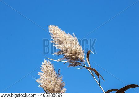 Looking At Two Bulrush Common Reed With A Blue Sky In Background In Late October At Gardiners Park I