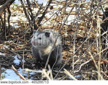 Opossum Living In The Woodland Forest Of The Sandy Hook, Gateway National Recreation Area, In Monmou