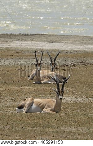 Grant'a Gazelles Sitting On The Bank Of Lake Magadi In The Ngorongoro Crater, Tanzania.