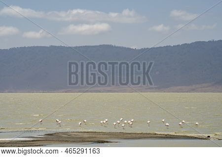 Flamingos In Lake Magadi In The Ngorongoro Crater In Tanzania, On A Hazy Day.