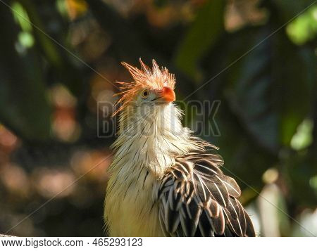 A Guira Cuckoo Perched On A Branch