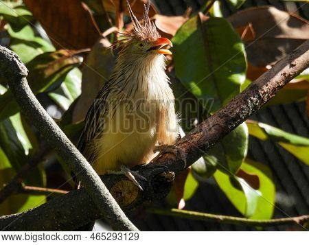 A Guira Cuckoo Perched On A Branch