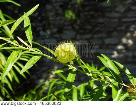 Balloon Plant In The Missouri Botanical Gardens