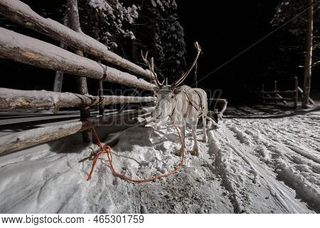 Reindeer Sledge In The Snow, Winter In Northern Finland