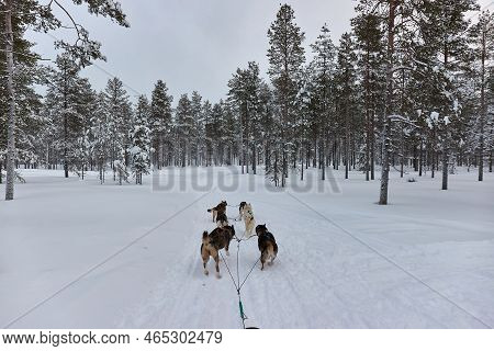Dog Sled Ride Through Snowy Pine Forests Of Northern Finland, First Person Pov View