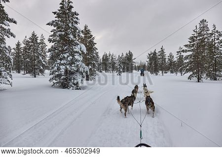 Dog Sled Ride Through Snowy Pine Forests Of Northern Finland, First Person Pov View