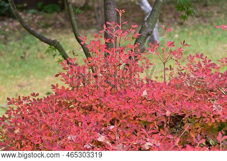 Autumn Leaves Of Enkianthus Perulatus (dodan-tsutsuji). Ericaceae Deciduous Shrub.a Plant Where You 