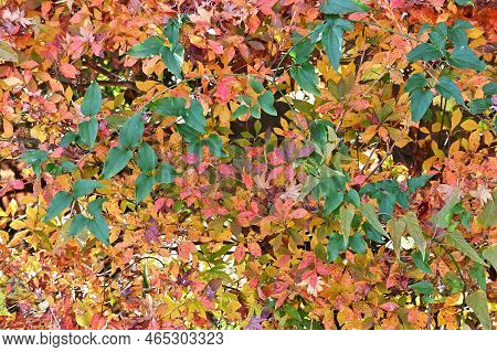 Autumn Leaves Of Enkianthus Perulatus (dodan-tsutsuji). Ericaceae Deciduous Shrub.a Plant Where You 