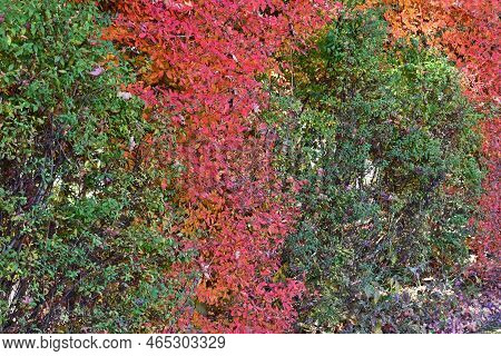 Autumn Leaves Of Enkianthus Perulatus (dodan-tsutsuji). Ericaceae Deciduous Shrub.a Plant Where You 