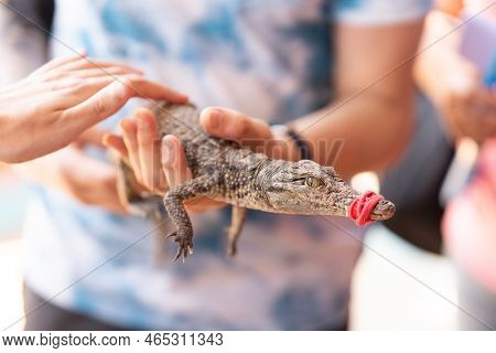 Unrecognizable Person Holding A Baby Crocodile With Tis Beack Closed
