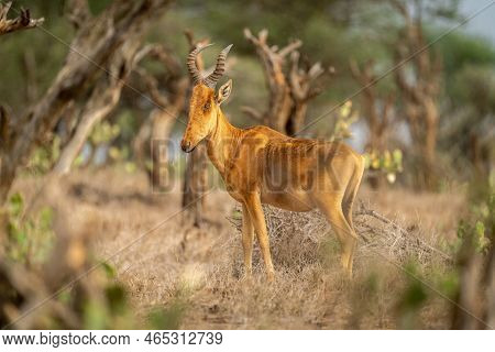 Lelwel Hartebeest Stands Turning Head In Bushes